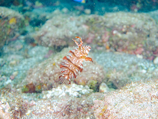可愛いオビテンスモドキ（ベラ科）の幼魚他。
英名学名：Rockmover wrasse, Novaculichthys taeniourus

静岡県伊豆半島賀茂郡南伊豆町中木ヒリゾ浜2024年
