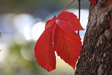 red ivy leaves on a plane tree