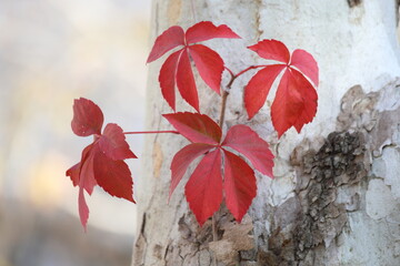 red ivy leaves on a plane tree
