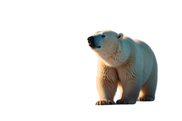 Majestic polar bear image on a clean white background. Generative AI
