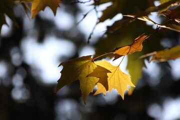 Fototapeta premium backlit plane tree leaves in autumn