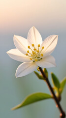 Obraz premium jasmine flower blooming in the morning, created by Generative AI