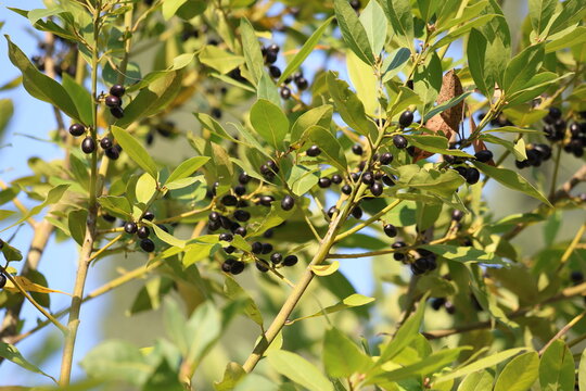 close up of daphne leaves and seeds