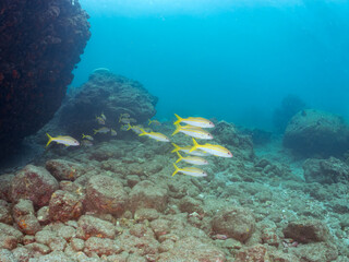 美しいアカヒメジ、ホウライヒメジ（ヒメジ科）他の群れ。
英名学名：Yellowfin goatfish (Mulloidichthys vanicolensis)
Whitesaddle goatfish, Parupeneus ciliatus
静岡県伊豆半島賀茂郡南伊豆町中木ヒリゾ浜2024年

