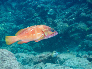 Fototapeta premium 大きく美しいアカハタ（ハタ科）。 英名学名：Blacktip Grouper (Epinephelus fasciatus) 静岡県伊豆半島賀茂郡南伊豆町中木ヒリゾ浜2024年 