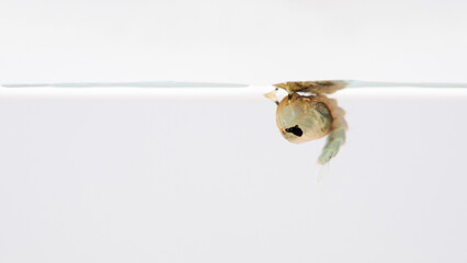 Macro of mosquito pupa mosquito on a white background
