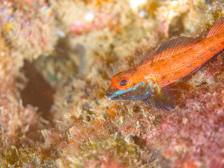 婚姻色が美しいヨゴレヘビギンポ（ヘビギンポ科）。
英名学名： YOGORE triplefins, Helcogramma nesion
静岡県伊豆半島賀茂郡南伊豆町中木ヒリゾ浜2024年
