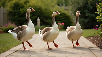 Obraz premium Three geese strolling through a peaceful garden