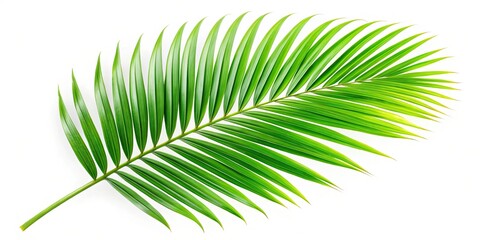 Obraz premium Green palm tree leaf isolated on white background for summer vacation concept, palm tree, coconut tree, green leaf