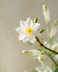 Fototapeta premium jasmine flower blooming in the morning, created by Generative AI
