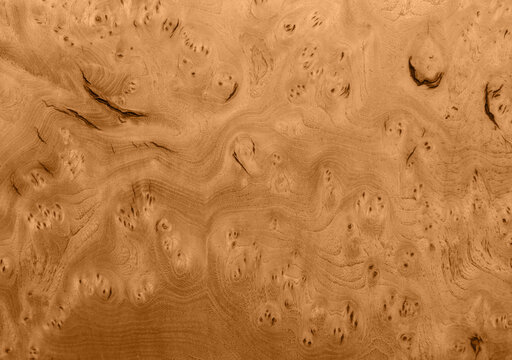 Maple texture background with birdseye