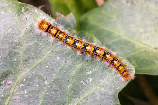 The Oak Eggar Moth caterpillar