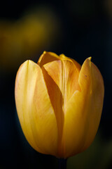 colorful tulips flowering in the garden.