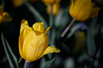 colorful tulips flowering in the garden.