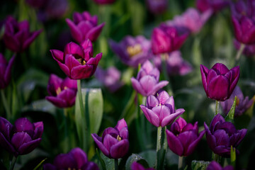 colorful tulips flowering in the garden.