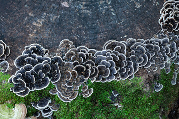 Close-up of a white-edged turkey tail mushroom growing wild in an autumnal hardwood forest.