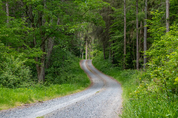 Fototapeta premium Waldweg Forststraße durch dichten Wald