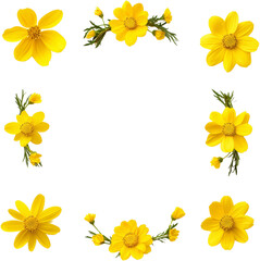 Fototapeta premium yellow flower 