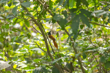 Fototapeta premium Asian Paradise Flycatcher bird perching in forest.