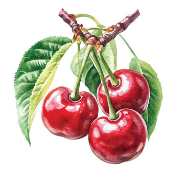 recommend clip art: Surinam cherry fruit watercolor clipart illustration