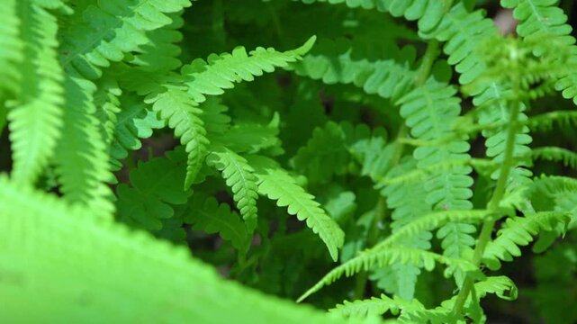 Close-up of green fern leaves standing in sunlight
