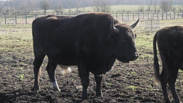 A side view of a żubroń, a hybrid of a European bison and domestic cattle, standing in a sunlit pasture with a rural background. The animal&rsquo;s muscular build and thick coat highlight its strength.