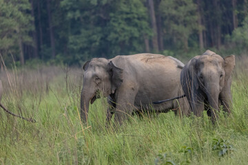 Obraz premium Asiatic elephant (Elephas maximus) standing in the grassland at corbett forest.