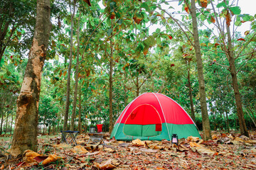 Red camping tent in a big forest, the ground is covered with brown fallen leaves and dry teak leaves in the autumn forest