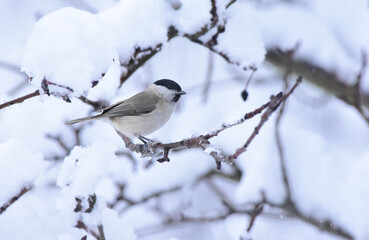 Naklejka premium Willow Tit Perched on a Snow Covered Tree Branch. Poecile montanus, Winter Time Landscape. Romania, Europe