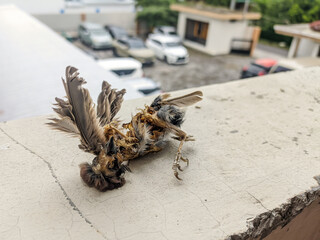Obraz premium Decomposed carcass of a dead bird