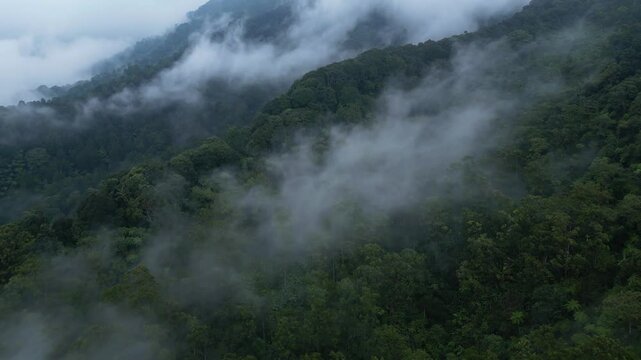 Aerial drone movement footage of the rainforest of Mount Geger Bentang, Cianjur, Indonesia. A thin mist covers some parts of the forest.