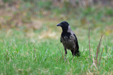Fototapeta premium Hooded crow, Corvus cornix walking and foraging for food in a countryside garden. Autumn or spring season. Romania Wildlife in Natural Habitat