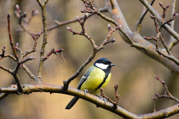 Great Tit, Parus Major Perched on a Apple Tree Branch, in Spring, Warm Blurred Background. Romania Wildlife in Natural Habitat. 