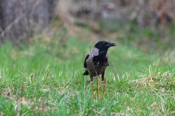 Fototapeta premium Hooded crow, Corvus cornix with a worm in his beak, in a countryside garden. Autumn or spring season. Romania Wildlife in Natural Habitat