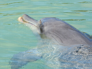 Indo-Pacific Bottlenose Dolphin (Tursiops aduncus) in Australia