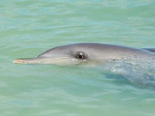 Indo-Pacific Bottlenose Dolphin (Tursiops aduncus) in Australia