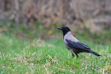 Obraz premium Hooded crow, Corvus cornix walking and foraging for food in a countryside garden. Side view. Autumn or spring season. Romania Wildlife in Natural Habitat