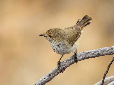 Inland Thornbill (Acanthiza apicalis) in Australia