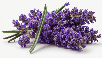 Fototapeta premium Bunch of Lavender Isolated on Background