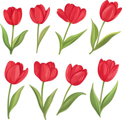 Fototapeta premium red tulip 