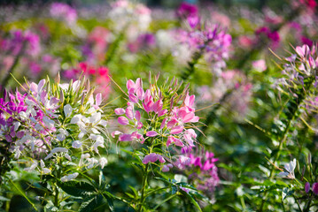 Pink, purple and white Cleome spinosa flowers forms a beautiful scenery. Cleome spinosa, called the Spiny Spider Flower or Cleome Hassleriana.