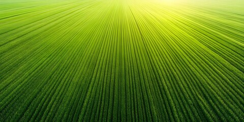 Obraz premium Aerial view of lush green fields with neatly arranged rows, illuminated by soft sunlight creating a serene landscape. Concept Aerial Landscape Photography, Lush Green Fields, Neatly Arranged Rows