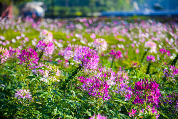 Pink, purple and white Cleome spinosa flowers forms a beautiful scenery. Cleome spinosa, called the Spiny Spider Flower or Cleome Hassleriana.