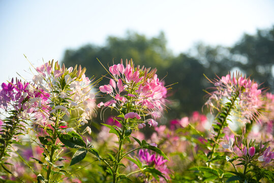 Pink, purple and white Cleome spinosa flowers forms a beautiful scenery. Cleome spinosa, called the Spiny Spider Flower or Cleome Hassleriana.