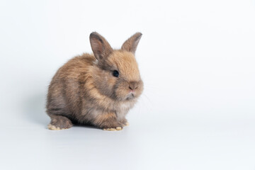 Obraz premium Adorable newborn baby rabbit bunnies brown looking at something sitting over isolated white background. Puppy lovely furry brown bunny ears rabbit playful with copy space. Easter bunny animal concept.