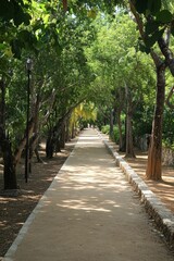 Fototapeta premium Sun-dappled path through leafy trees.