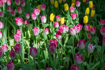 Blossom pink tulips flower growth sunlight morning on nature summer background. Botanic freshness pink tulips flowers with green leaf symbol romantic love at garden outdoor in springtime season.