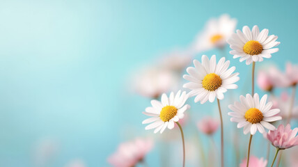 Fototapeta premium Bright daisies bloom against soft blue background, creating cheerful scene