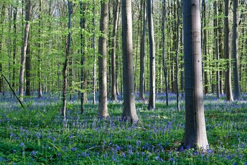 Fototapeta premium The mesmerizing view of Hallerbos, Belgium, showcases a sea of vibrant bluebells blanketing the forest floor, bathed in golden sunlight filtering through towering trees, creating a dreamlike and magic