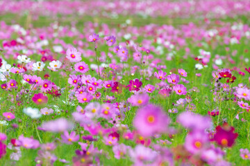 Cosmos field at Jim Thompson Farm Nakhon Ratchasima Thailand including other beautiful flowers and...